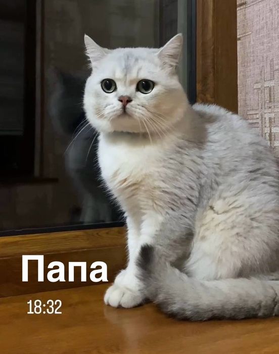 Вязка чистокровный шиншилла!