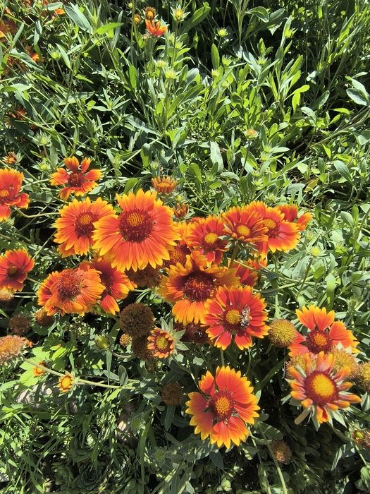 Садовые цветы  продам