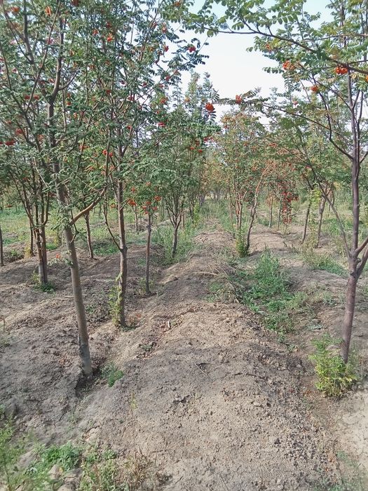 Рябина красная сформированая