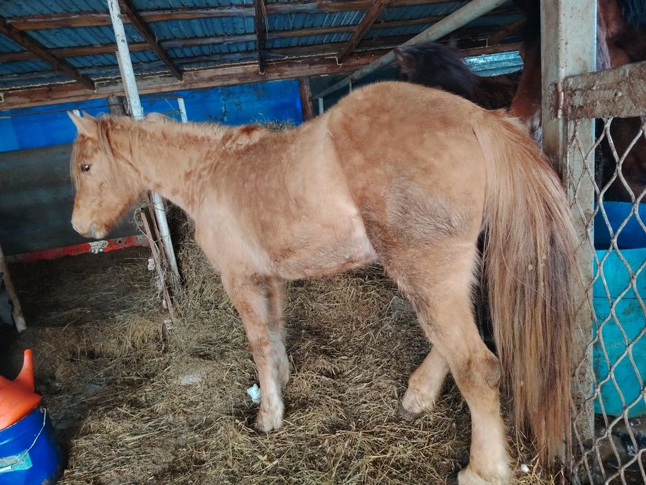 Продам Байтал с откорма