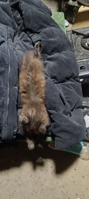 Котенок 3 месяца