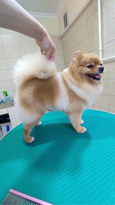 Стрижка собак и кошек в Актау !