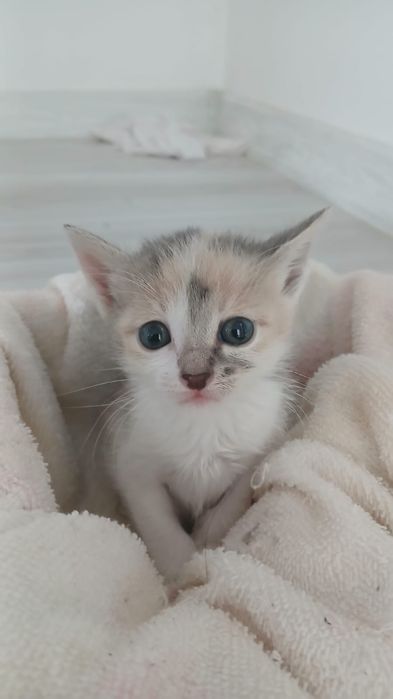Принцесса кошка ищет дом