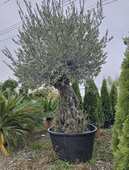 Maslin secular si bonsai de vazare