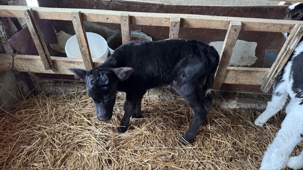 1 ші тума сиырлар сатылады