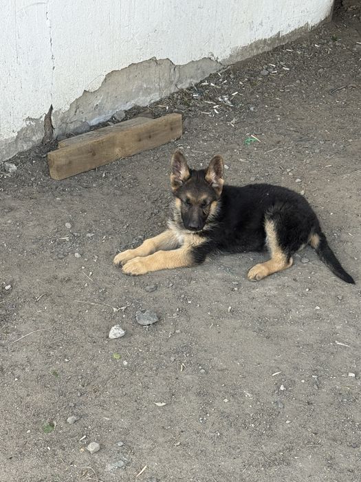 Щенки немецкой овчарки