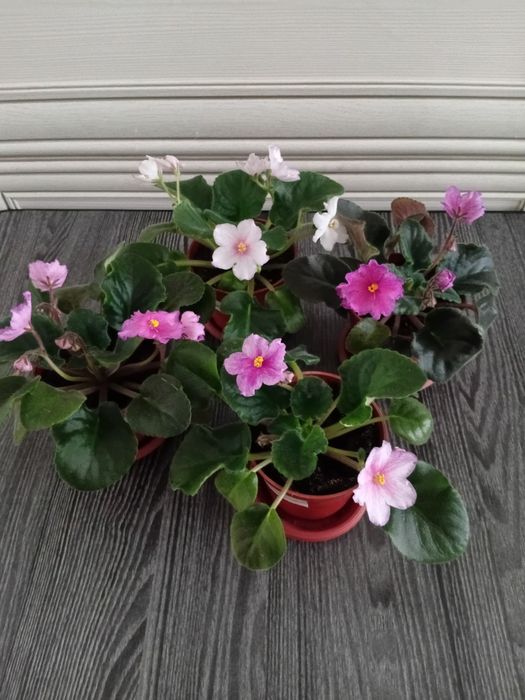 Комнатные растения