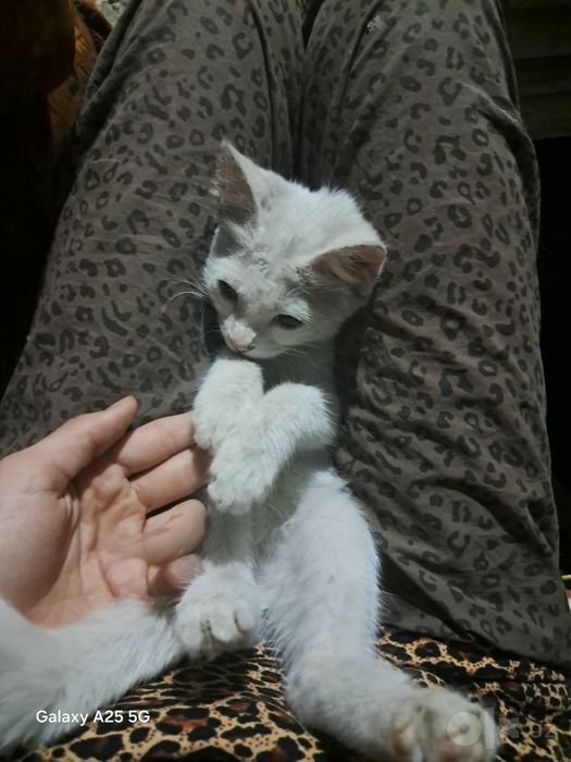 Mushuk ismi Marvarid telda gaplashamiz.