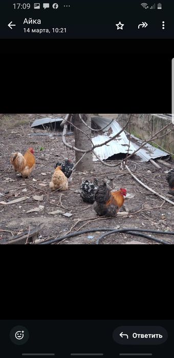 Петухи кокинхин !!!