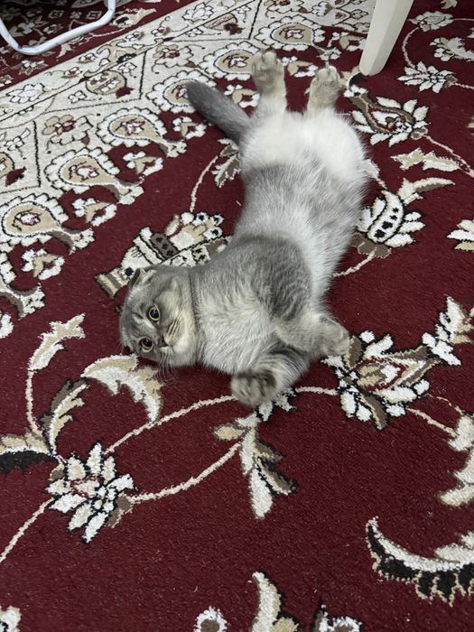 Skotish fold 5 oylik