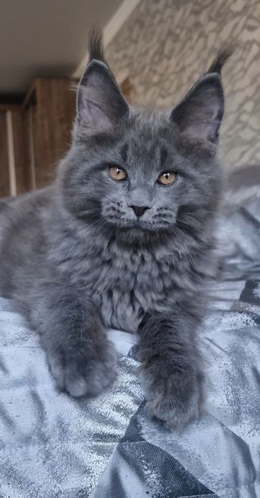 Мейн-куны котята.