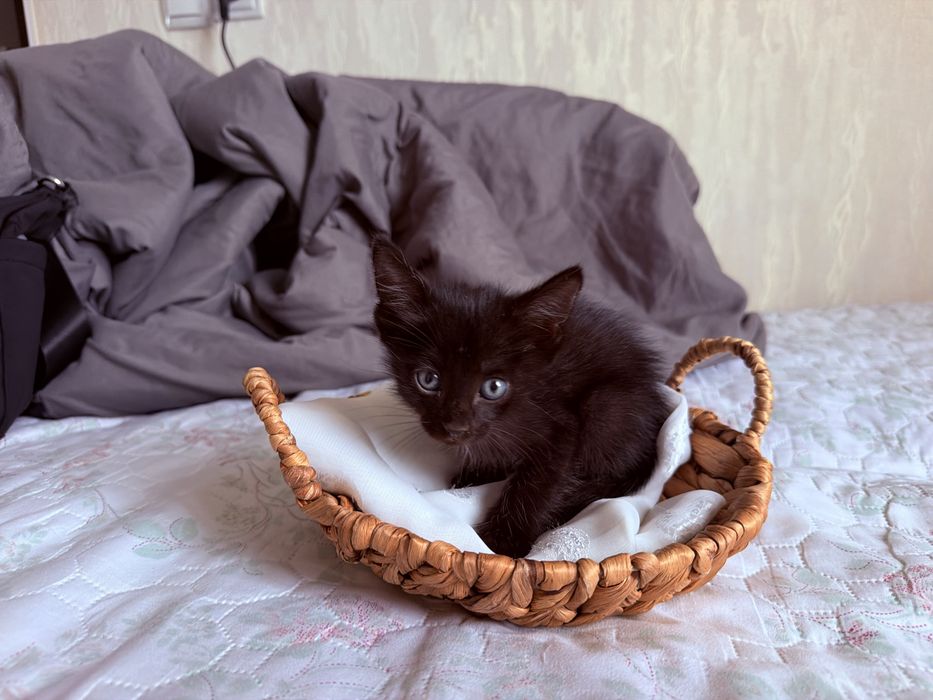Котенок ищет дом , отдадим в дар