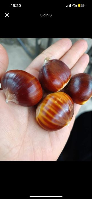 Castane de vazare