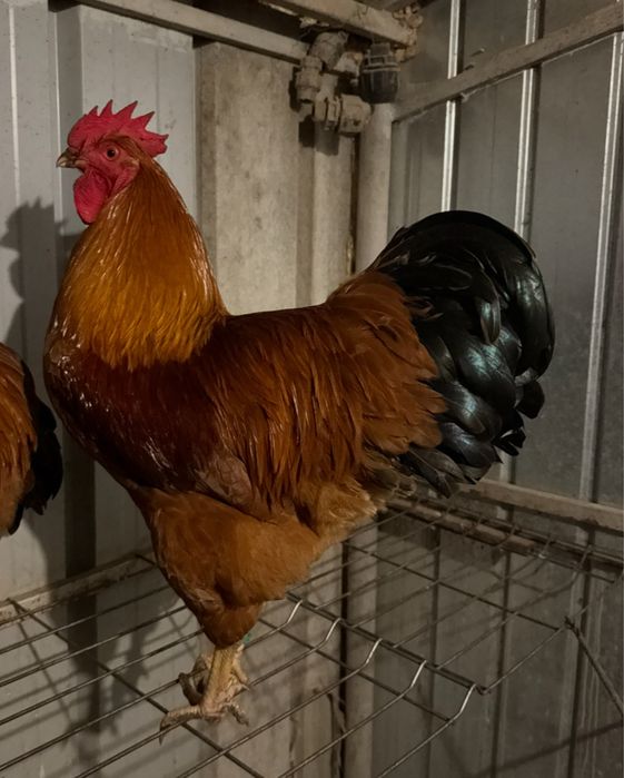 Oua New Hampshire Maro-Auriu pentru incubat