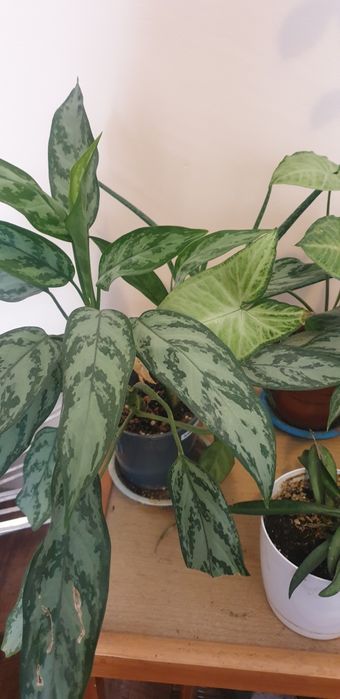 Комнатные цветы  по 2000