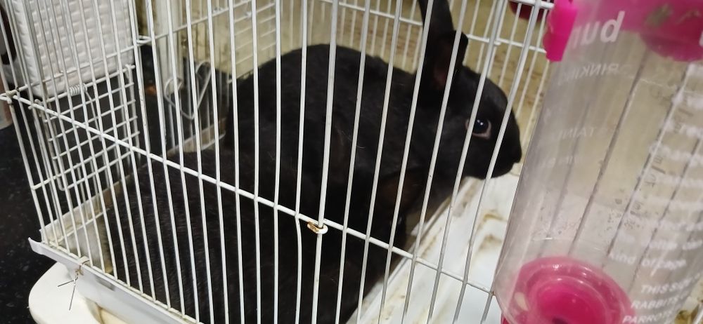 Karlik quyon 2tasi 500min  5 6 oyli