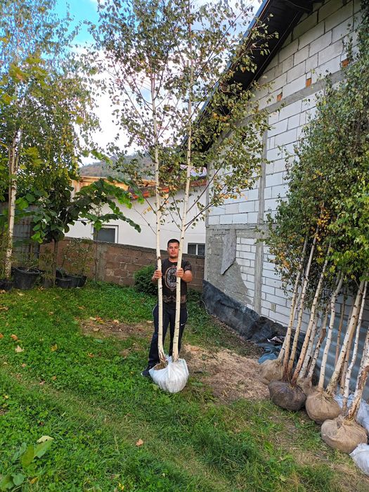 Vând mesteacăn alb ornamental Din propria producție