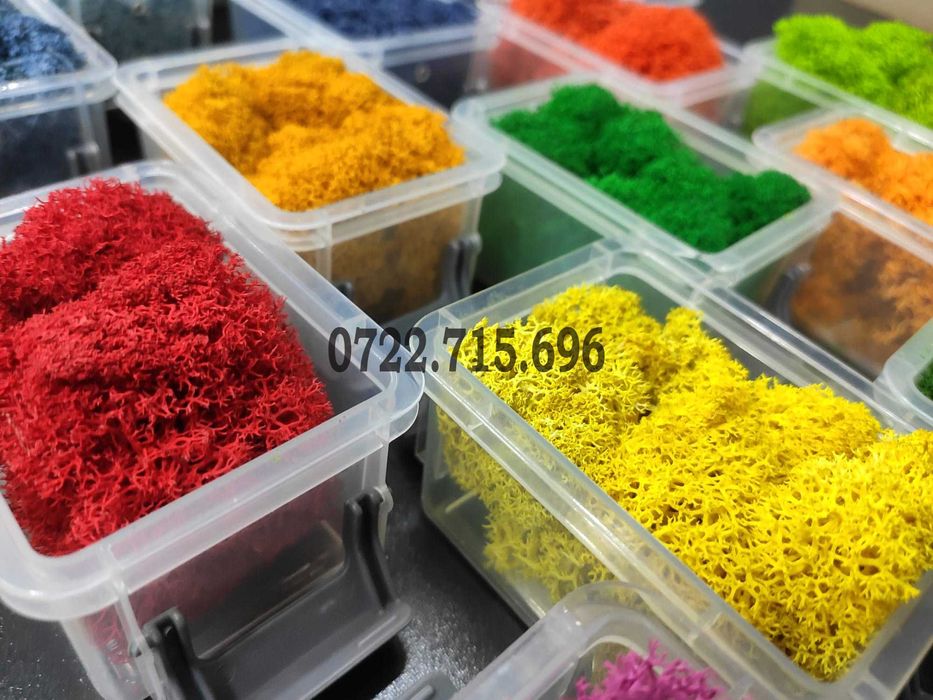 Licheni si muschi ornamentali pret de producator IMPORTATOR DIRECT