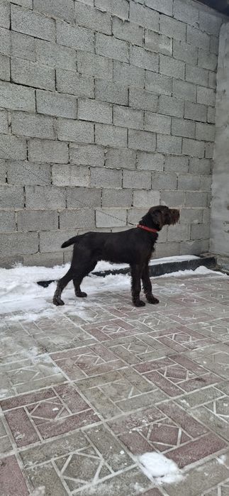 В продаже щенок дратхаар кобель