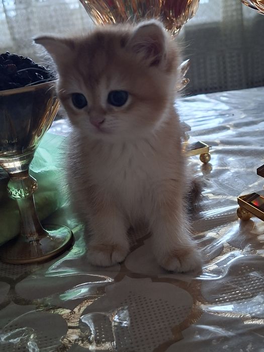 Zılotaya Shinshila