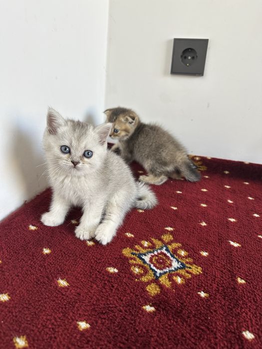Scottish fold и Scottish straight настоящий