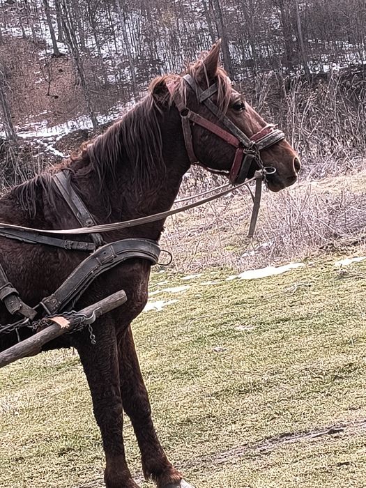 De vânzare armăsar de 7 pe 8 ani