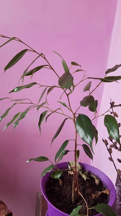 Продам комнатные цветы