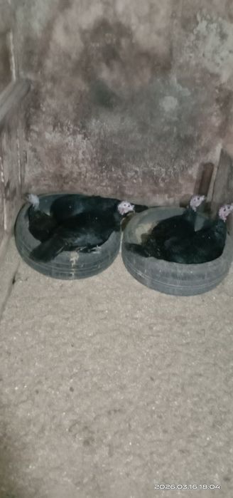 Курук. Клушки. Индюшки.