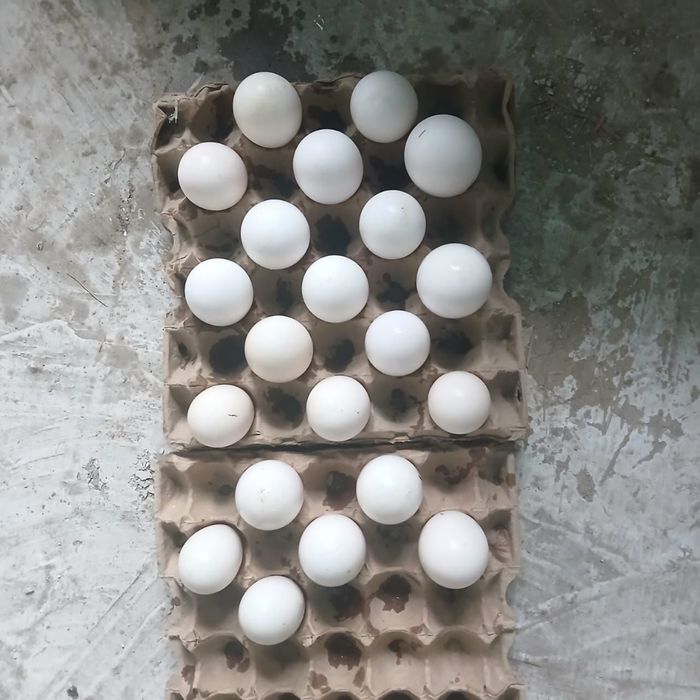 Продаются индюшиний