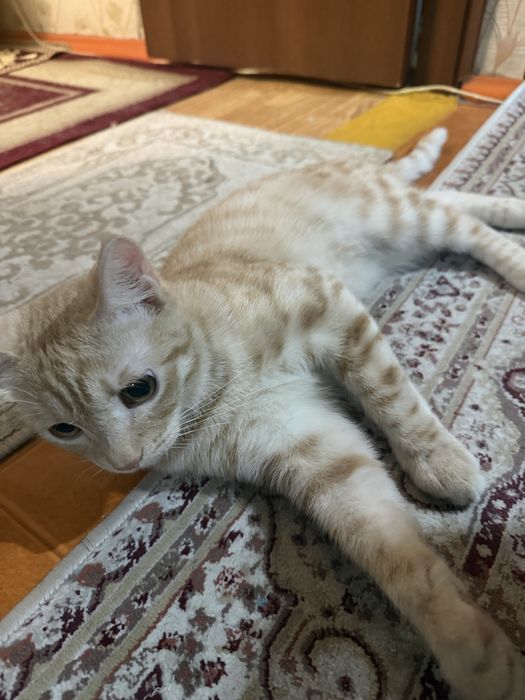 Кот, 7 месяцев, мальчик