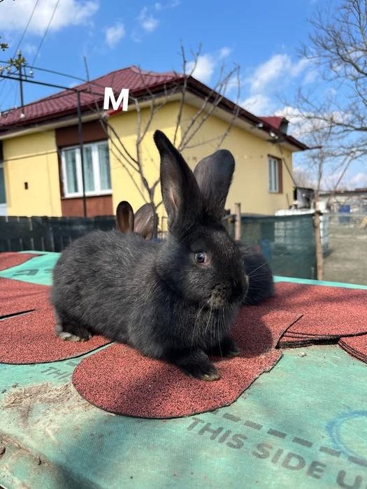 Iepuri uriaș german