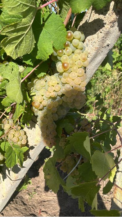 Vand struguri de vin