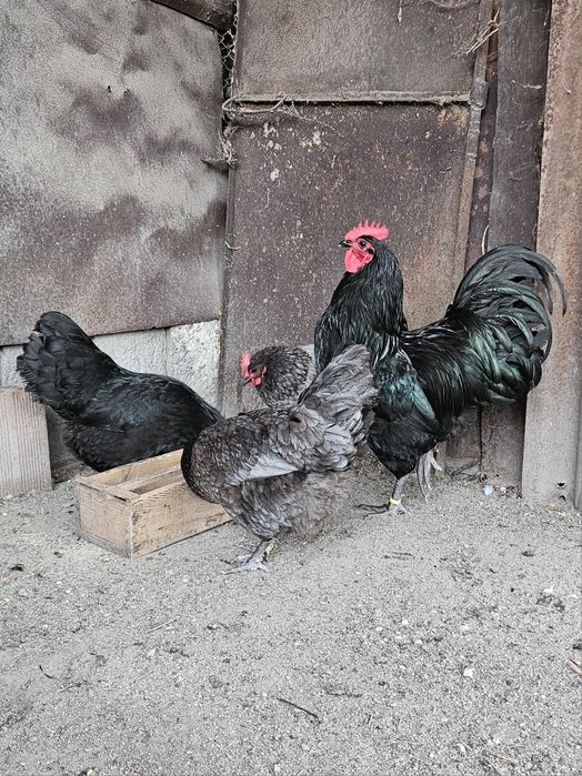 Разплодни яйца от черен и син австралорп