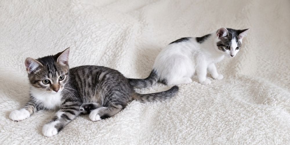 Котята мальчики в добрые руки! 2 месяца.