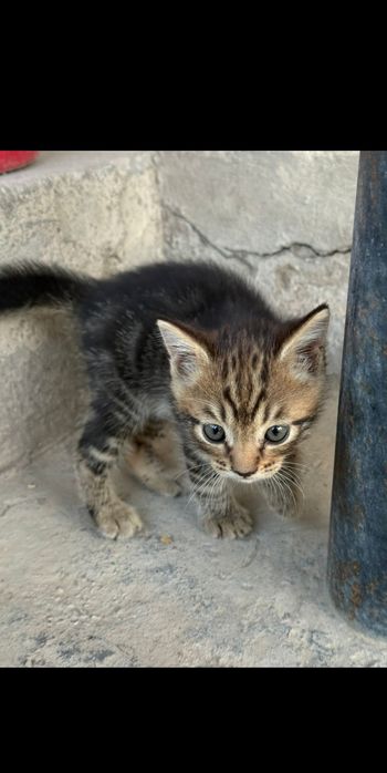 Котята каждая по 2000 т