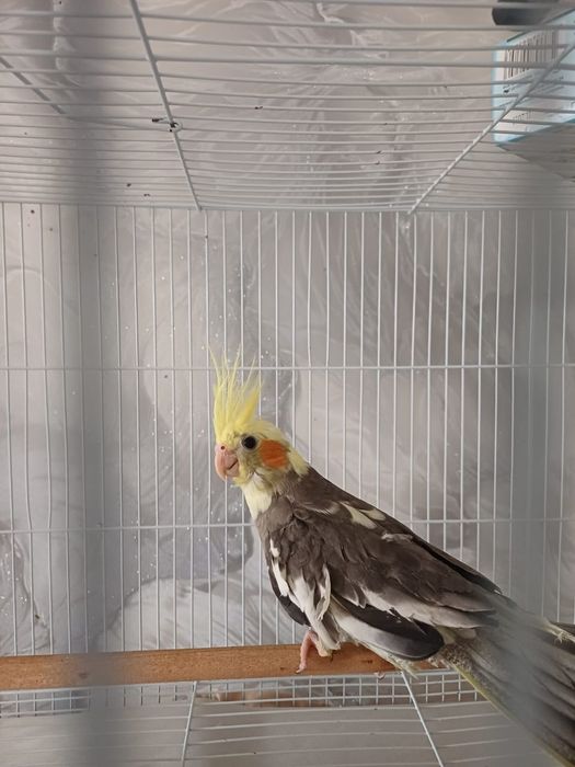 Продам попугаев корелл