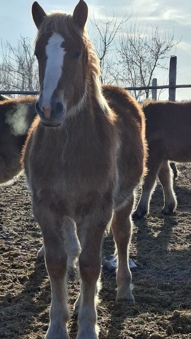 Лошади- жеребчики