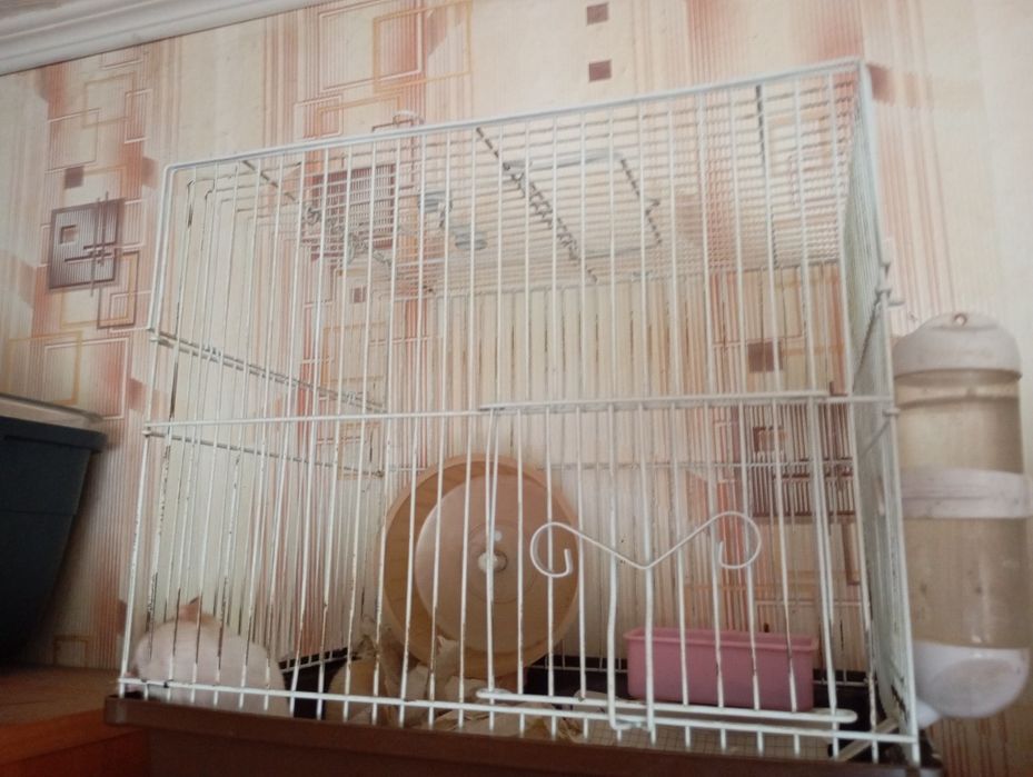 Продам сирийских хомячков с клеткой