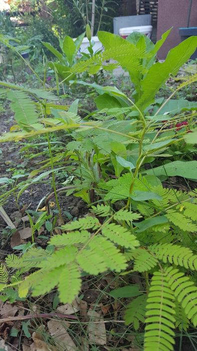Arbore de mătase (albizzia)