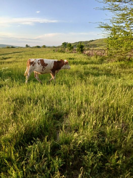 Vând doua vitele de 7-8luni, vaca