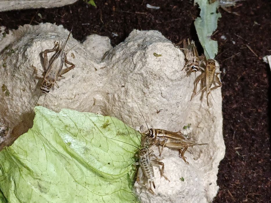 Кормовые сверчки