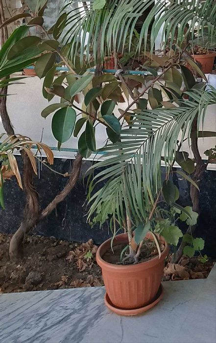 Arzon: Palma_ Qora shahzoda _Aloy