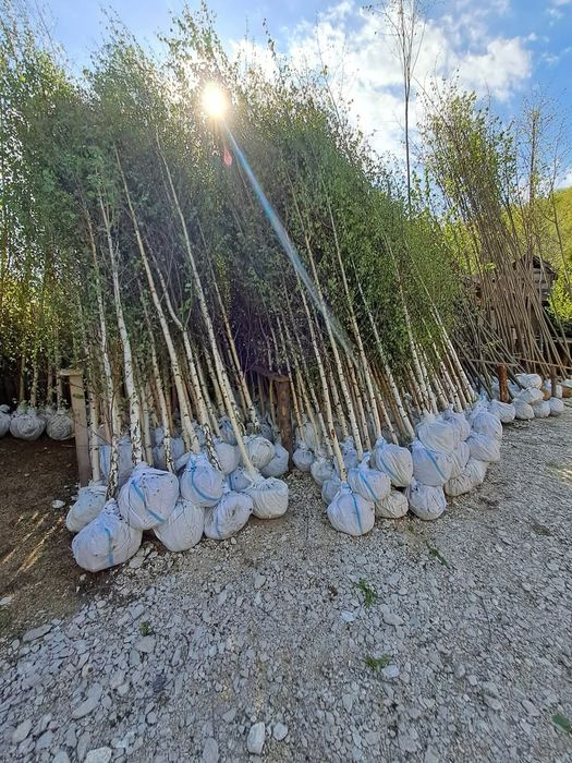 Mesteacan alb inaltime 3m 4m