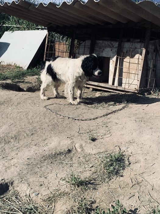 Продам  собаку охотничью