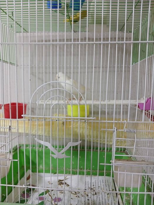 Канарейка 1 жуфт ва 1 дона