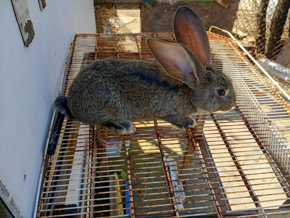 Продавам белгийски великан