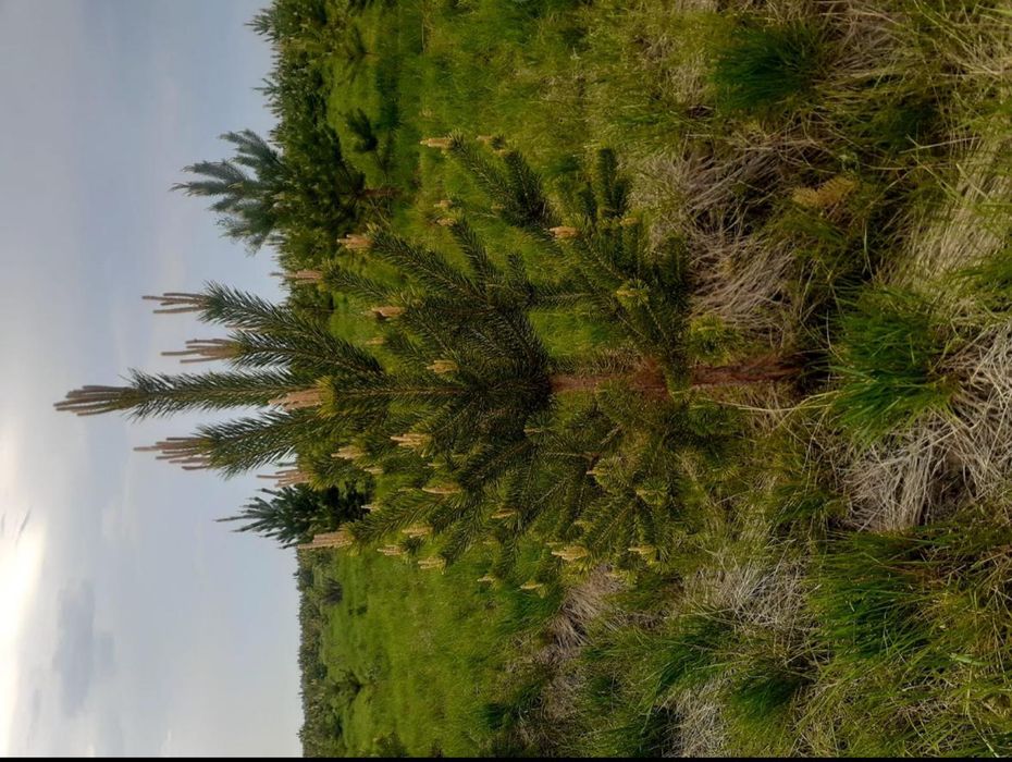 Саженцы оптом от 30 штук