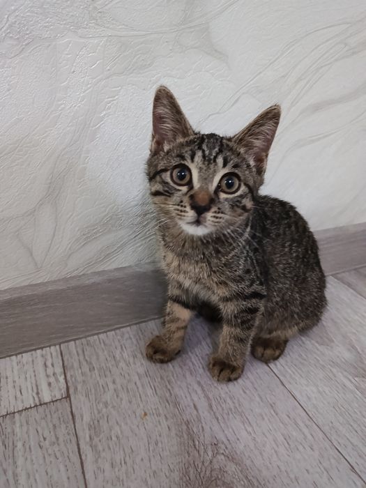 Умные котята в добрые руки