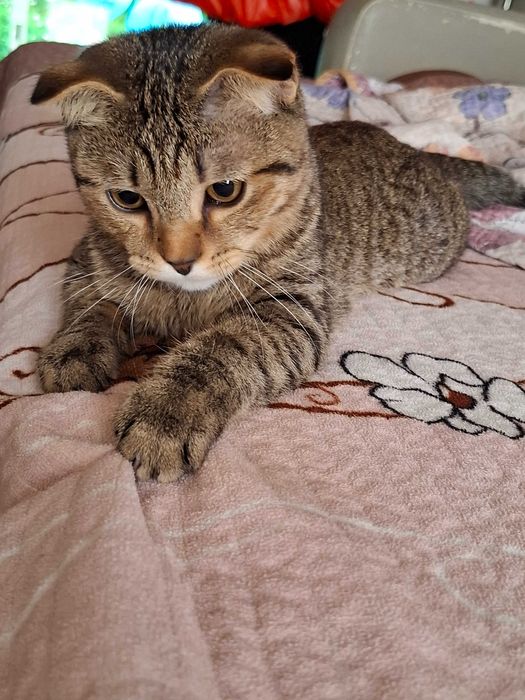 Скоттиш фолд тек жаксы карайтынга