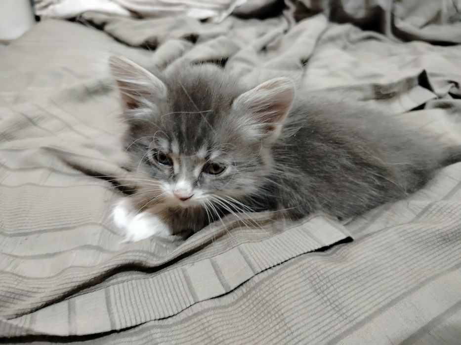 Без оплаты  отдам котят